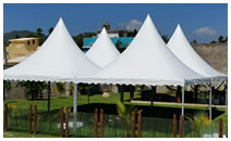 Carpa Pagoda
